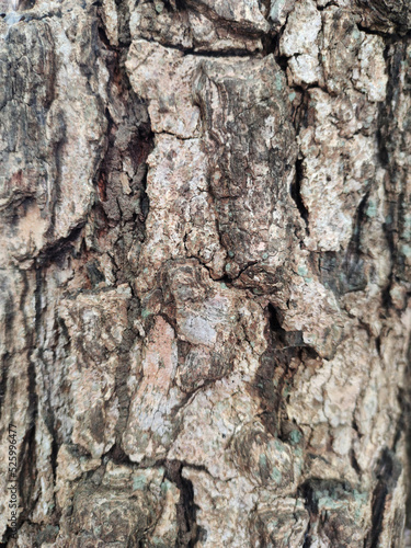Classic brown bark pattern. suitable for making background images