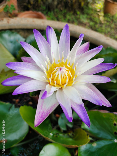 purple lotus blossoms in the tub bright and beautiful Suitable for decorating design pieces.