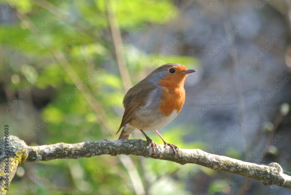 robin robin