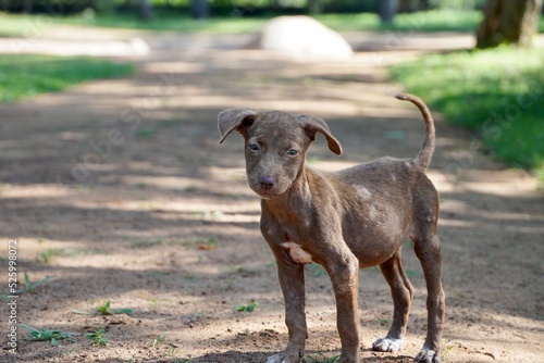 Valokuva Brown street dog looking hungry and starving for food in the park