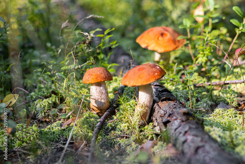 A forest edible brown boletus mushroom growing in a natural background. Karelia © ArtSys