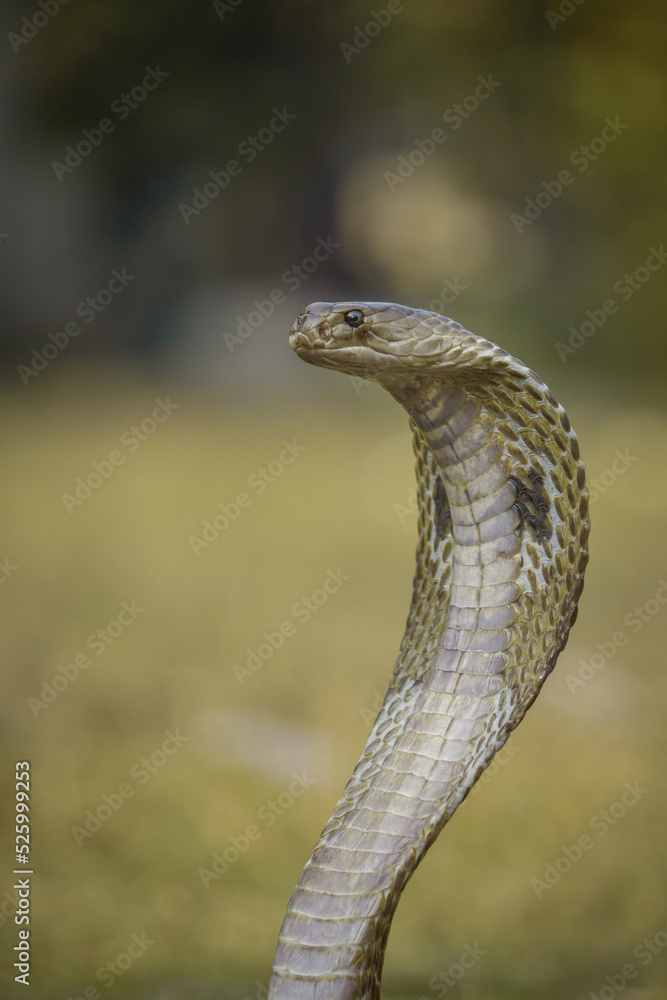 Fototapeta premium Portrait of Indian Cobra Snake