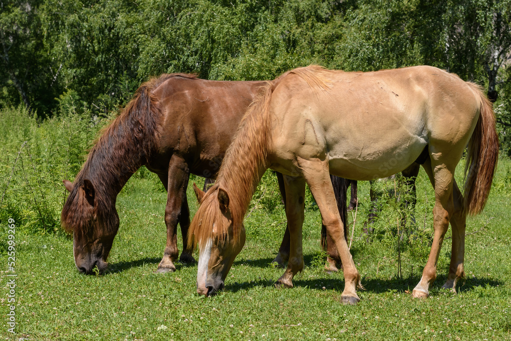 Two domestic horses graze in the field, eat grass. bask in the warm sun on a summer day