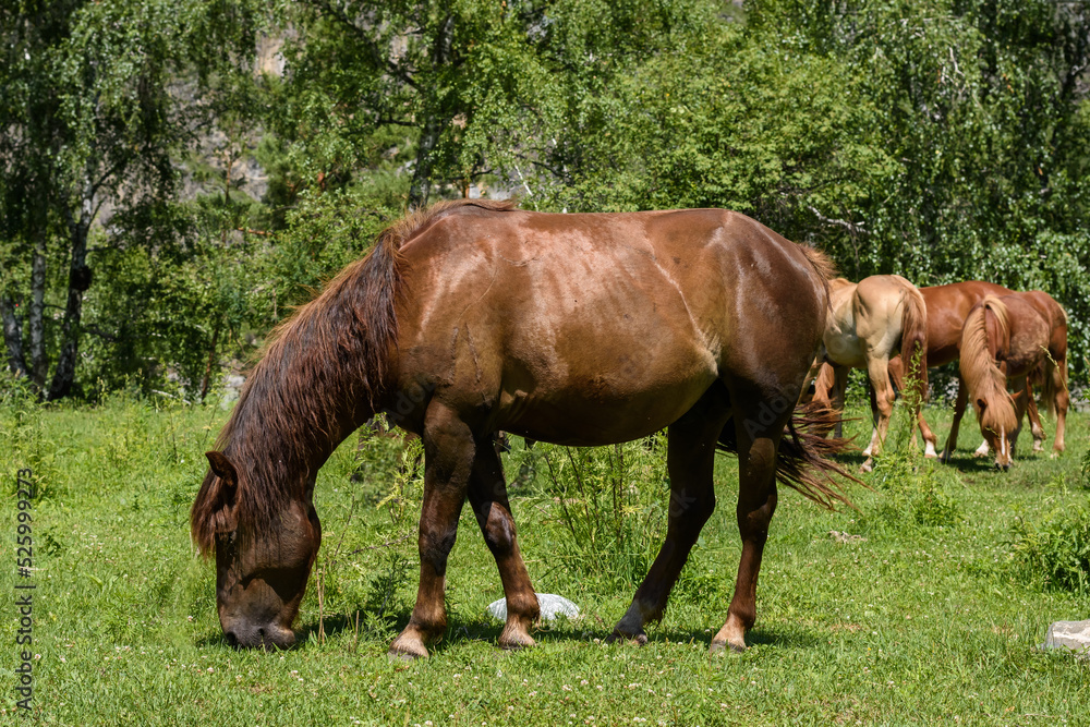 One domestic horse graze in the field, eat grass. bask in the warm sun on a summer day One domestic horse graze in the field, eat grass. bask in the warm sun on a summer day