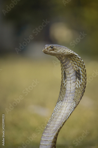 Portrait of Indian Cobra Snake