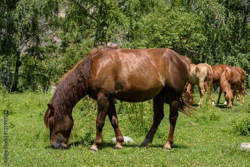 One domestic horse graze in the field, eat grass. bask in the warm sun on a summer day