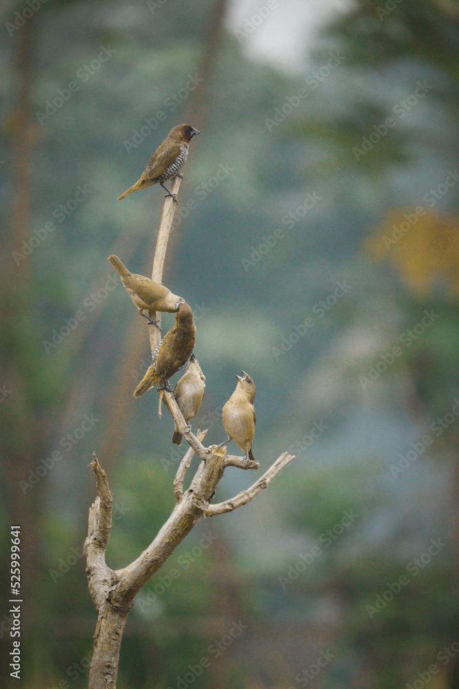 A group of Scaly-breasted munia birds on the branch