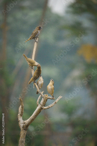 A group of Scaly-breasted munia birds on the branch