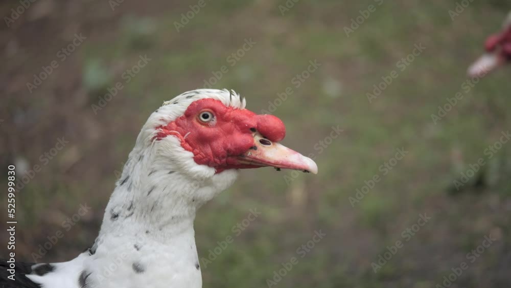 CLOSE UP Domesticated Red-Faced Muscovy Ducks At A Farm CLOSE UP Domesticated Red-Faced Muscovy Ducks At A Farm