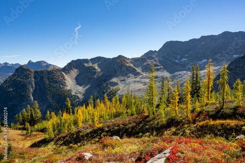 Autumn Larch Grove in the Mountains