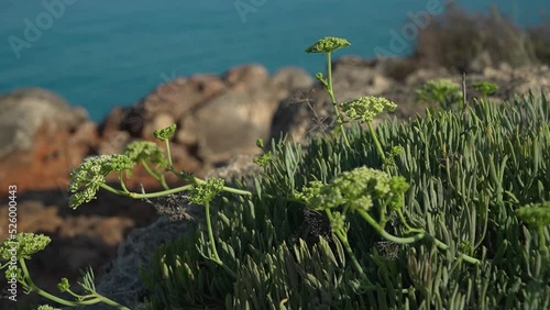 Rock Samphire - Crithmum maritimum Sea Shore Plant. Plant growing on the rocks on sea background. Super food sea fennel.  Herbs for salads. photo
