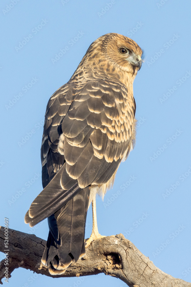 Spotted Harrier in Northern Territory Australia Spotted Harrier in Northern Territory Australia