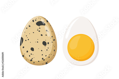 Raw brown quail egg whole and boiled cut in half with yolk, vector illustration isolated on white background