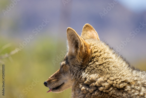 a portrait of a back of a Coyote in Arizona with depth of field  © G-IMAGES
