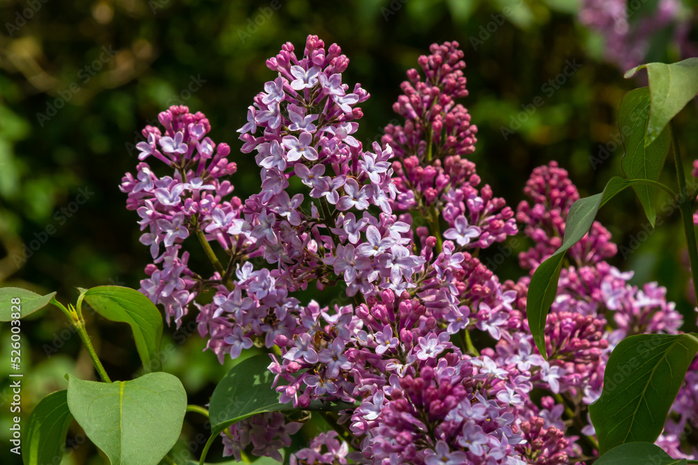 Branch of lilac flowers with green leaves, floral natural seasonal hipster background Branch of lilac flowers with green leaves, floral natural seasonal hipster background