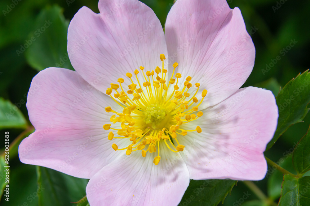 Dog rose, Rosa canina, climbing wild rose blooming in a park, close up with selective focus Dog rose, Rosa canina, climbing wild rose blooming in a park, close up with selective focus