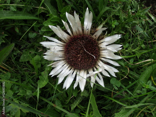 Silberdistel  photo