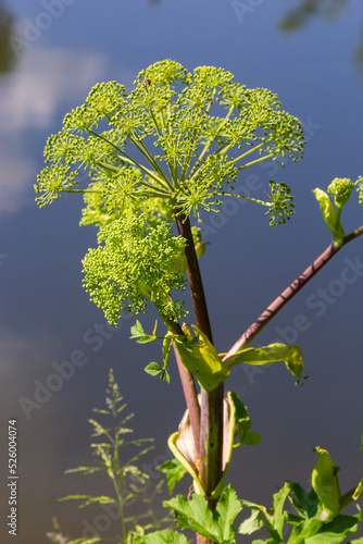 Medicinal  essential oil  honey  food plant - angelica archangelica grows in the wild