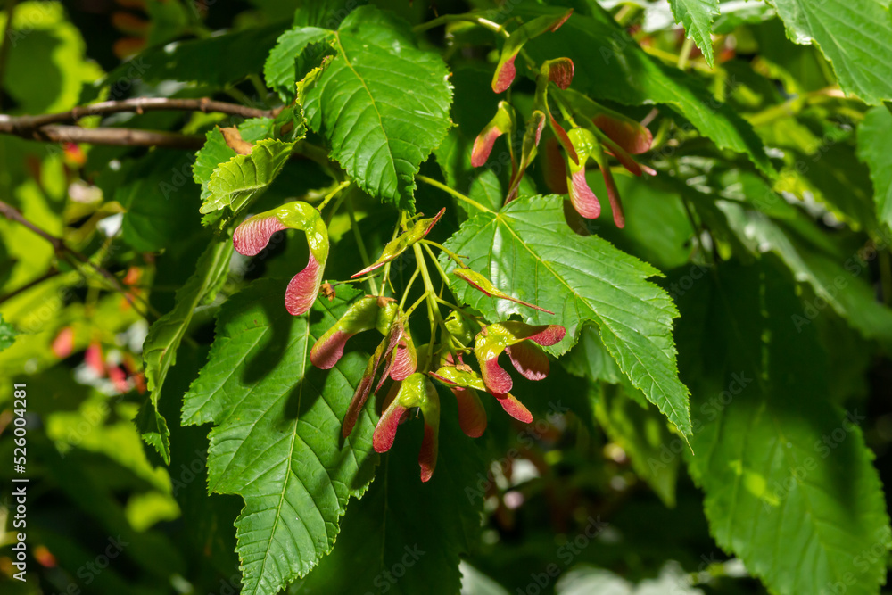 A close up of reddish-pink maturing fruits of Acer tataricum subsp. ginnala Tatar maple or Tatarian maple A close up of reddish-pink maturing fruits of Acer tataricum subsp. ginnala Tatar maple or Tatarian maple