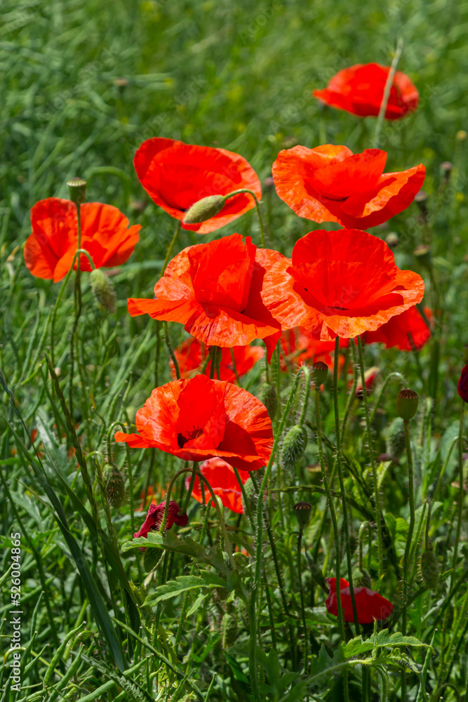 Obraz premium Common names for Papaver rhoeas include corn poppy, corn rose, field, Flanders, red or common poppy