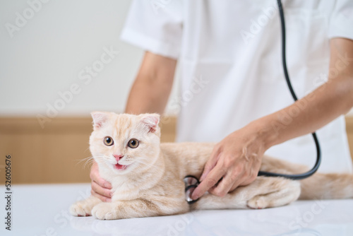 Fototapeta Naklejka Na Ścianę i Meble -  子猫に聴診器をあてるアジア人獣医師