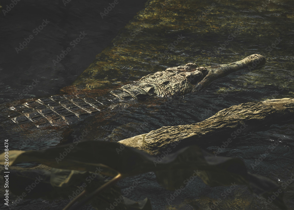 krokodyl unoszący się na wodzie - obrazy, fototapety, plakaty 