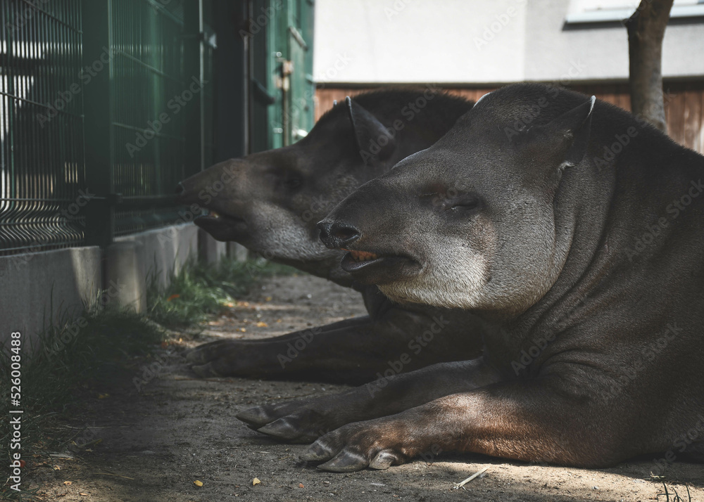 Dwa tapiry leżące na ziemi - obrazy, fototapety, plakaty 