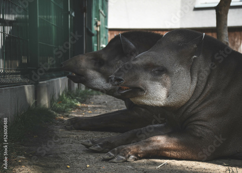 Dwa tapiry leżące na ziemi