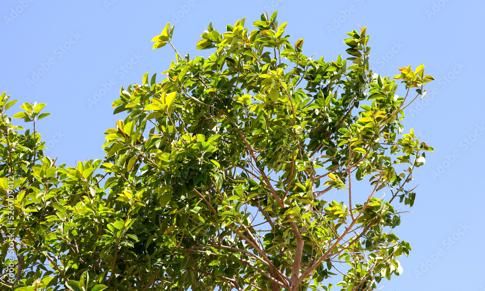 Fototapeta premium Green leaves on a tree against a blue sky.