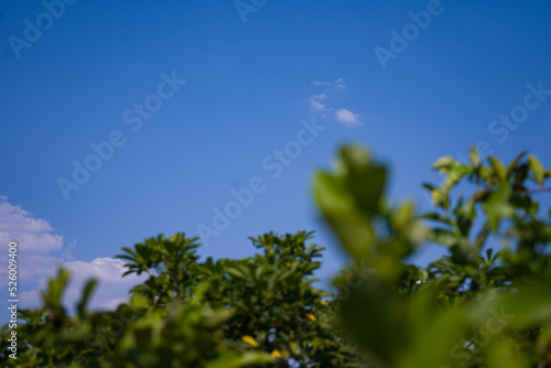 Fototapeta Naklejka Na Ścianę i Meble -  blue sky and grass