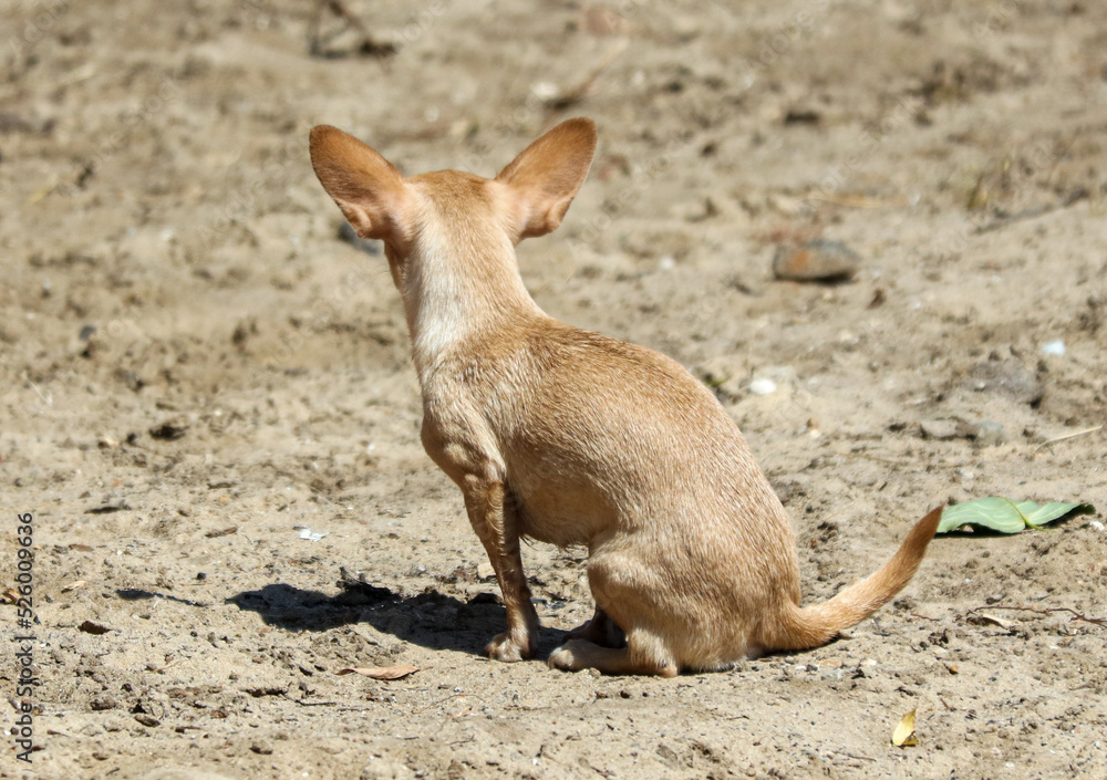 Dog on the sand by the sea.