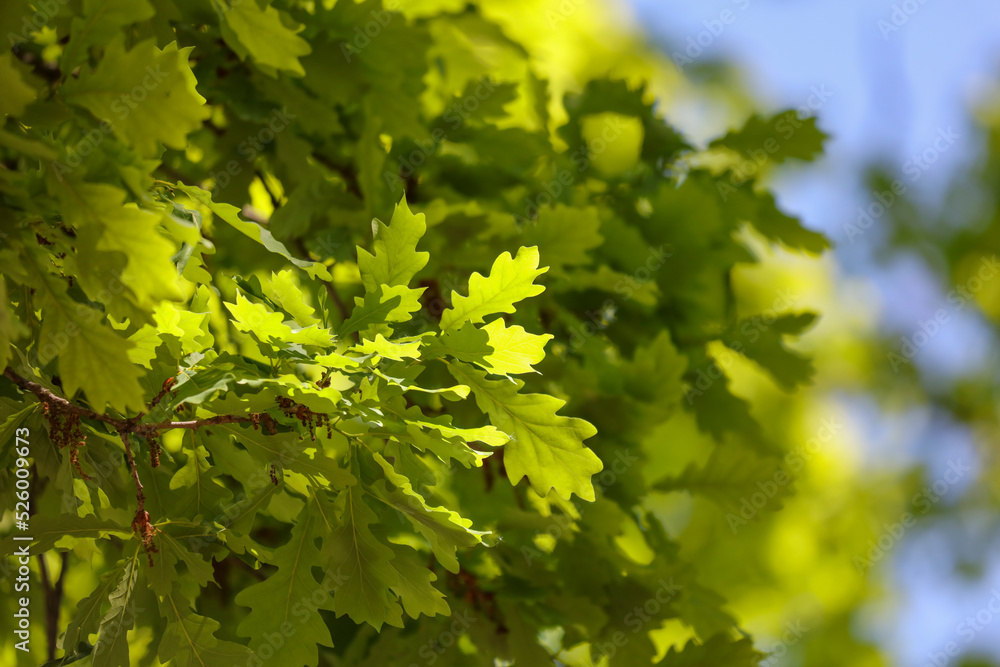 Green leaves on a plant in the park. Green leaves on a plant in the park.