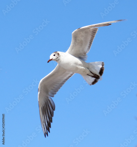 Portrait of a seagull in flight against the sky.