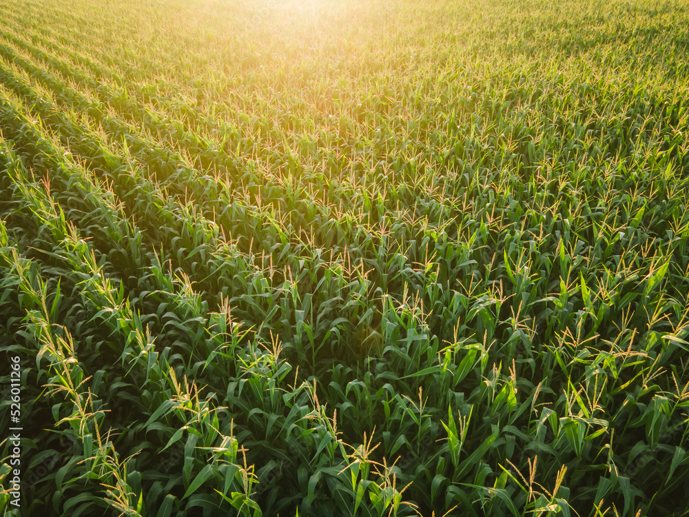 Corn field at sunset, beautiful colourful crop at sunset Corn field at sunset, beautiful colourful crop at sunset