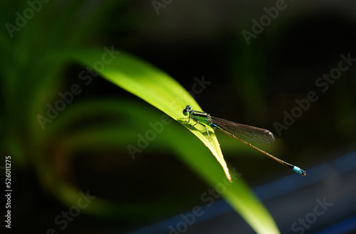 Beautiful and colorful green baby dragonfly with blue tails land on tree leaf