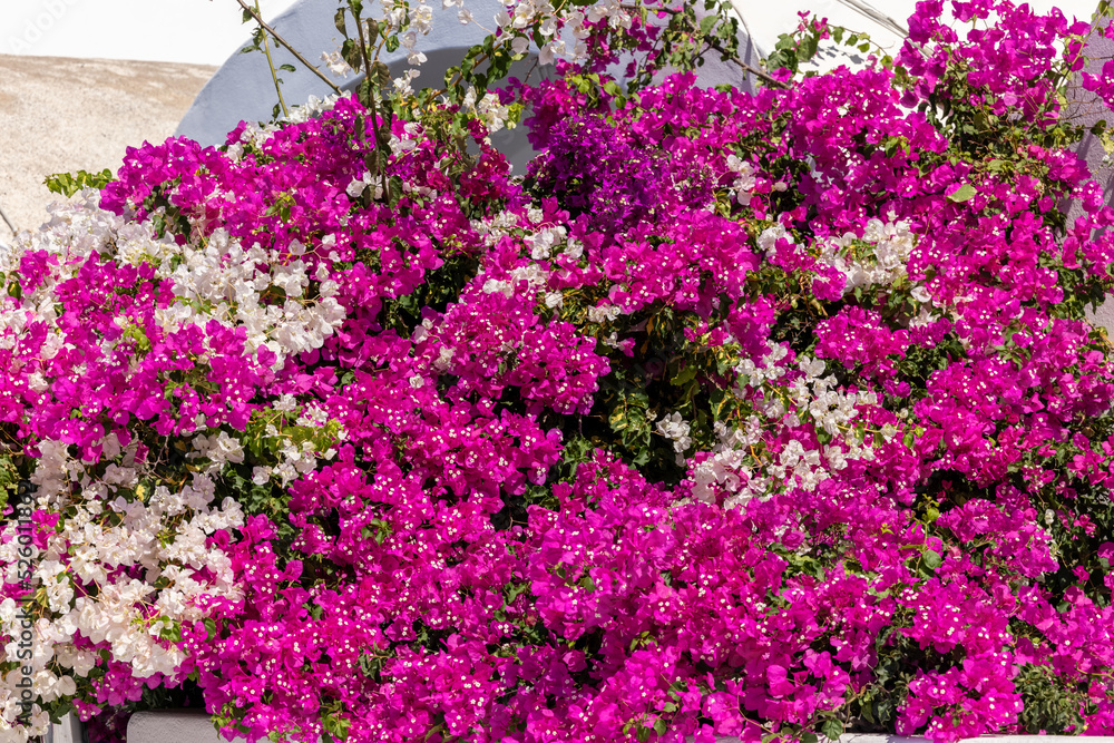 Obraz premium Blooming red and white bougainvillea flowers in Santorini island.