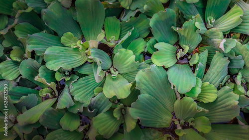 close up of a plant