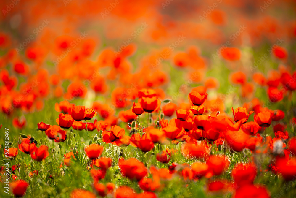 Spring, field of poppy flowers. The concept of the freshness of the morning nature. Spring landscape of red wildflowers. Beautiful landscape, pnorama long banner.