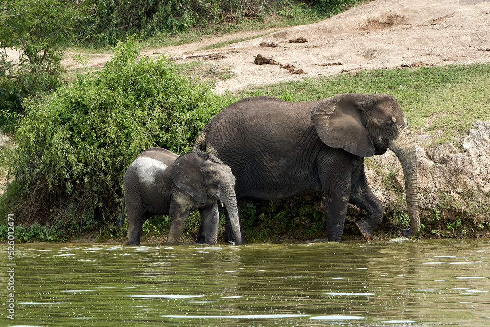 Beautiful couple of elephants walking on the banks of the Kazinga channel in the queen elizabeth national park in Uganda