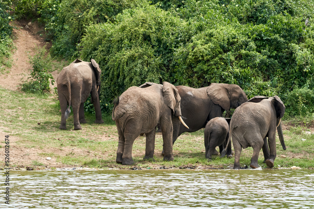Beautiful family of elephants leave the kazinga channel to re-enter the queen elizabeth national park in Uganda