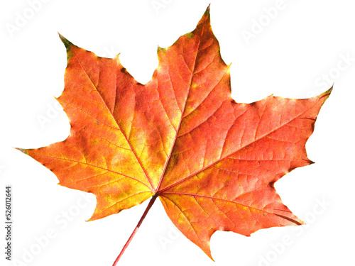 Fotografia, Obraz Maple leaf in autumn fall colour, png stock photo file cut out and isolated on a