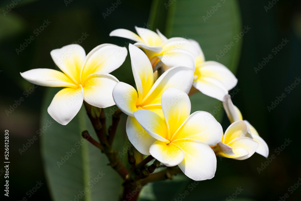 Fototapeta premium Close-up of frangipani flowers with the natural background.
