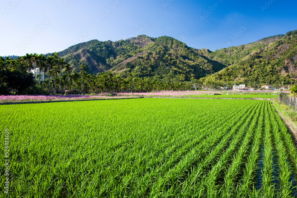 Rice seedlings growing on the fields in Meinong, Kaohsiung, Taiwan.