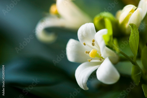 Close-up Orange jasmine flower or orange jessamine (a common name for Murraya paniculata) in the park.