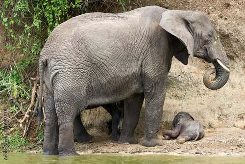 Beautiful family of elephants with their baby elephant on the ground on the banks of the kazinga canal in queen elizabeth national park in Uganda