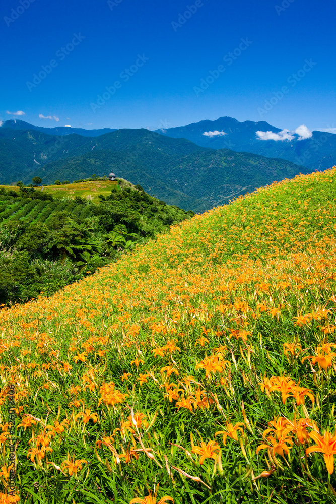 The view of beautiful daylilies in the Liushishi Mountain of Hualien, Taiwan, is one of the famous attractions in Hualien.