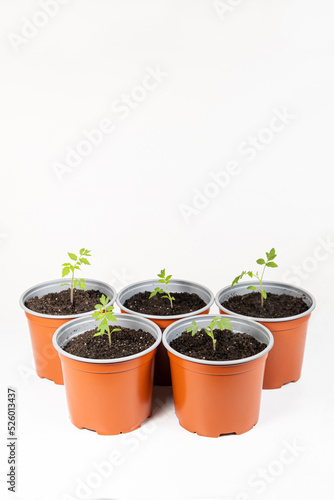 Growing tomatoes from seeds, step by step. Step 9 - transplanted sprouts in pots.