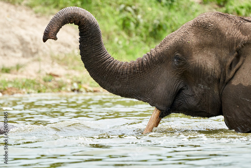 Beautiful portrait of an elephant with its trunk folded in the air while bathing in the Kazinga Channel in Uganda