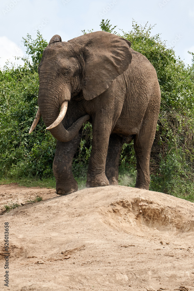 Beautiful vertical portrait of an adult elephant on the ground in the queen elizabeth national park on the banks of the Kazinga channel in Uganda