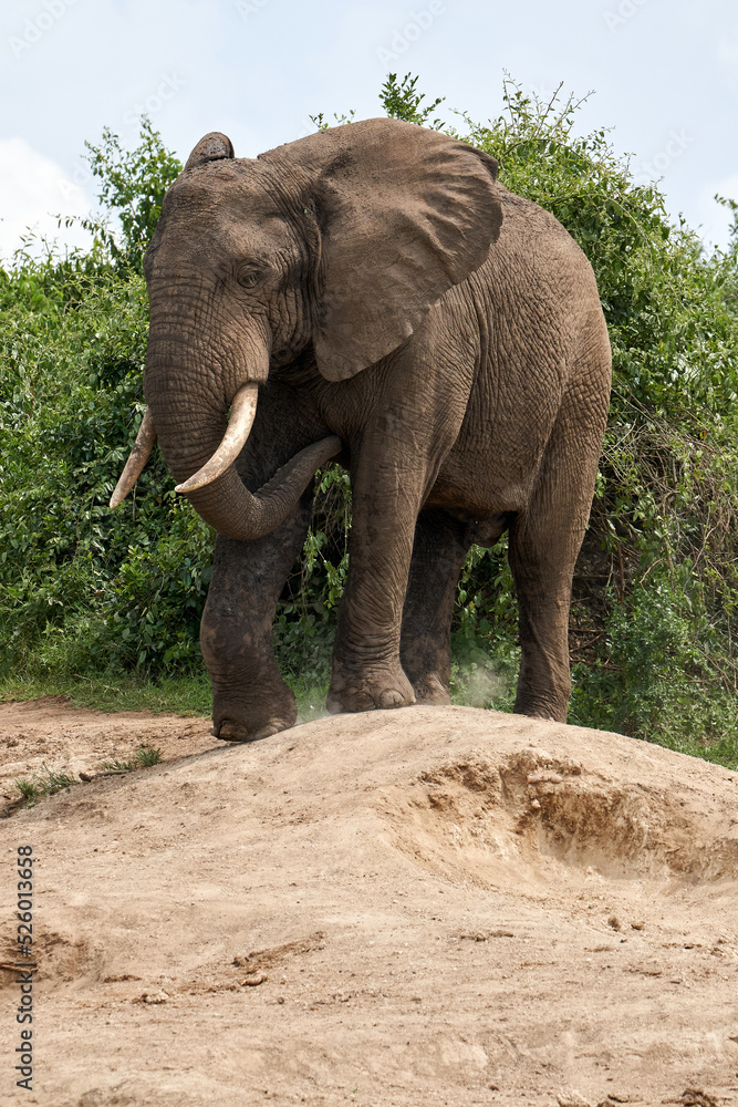 Beautiful vertical portrait of an adult elephant on the ground in the queen elizabeth national park on the banks of the Kazinga channel in Uganda Beautiful vertical portrait of an adult elephant on the ground in the queen elizabeth national park on the banks of the Kazinga channel in Uganda
